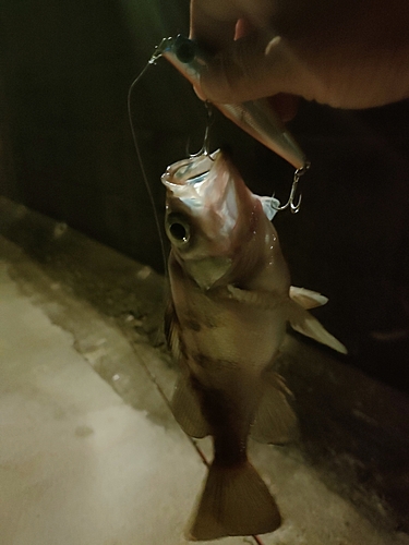 メバルの釣果