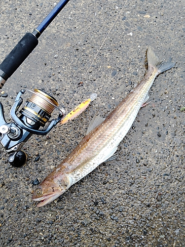 アカエソの釣果