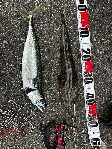 サバの釣果