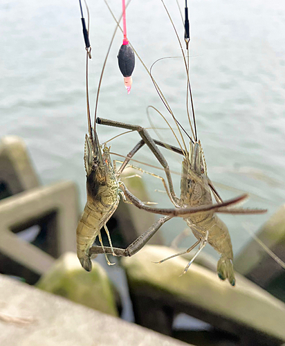 テナガエビの釣果