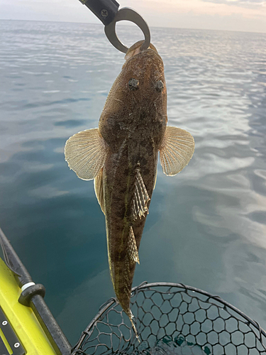 マゴチの釣果