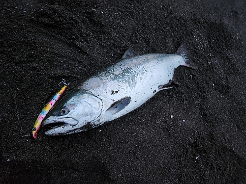 サクラマスの釣果