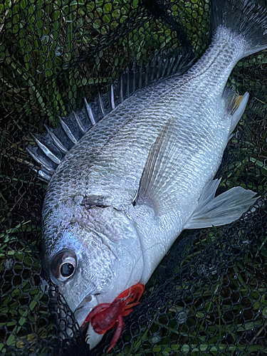 キビレの釣果