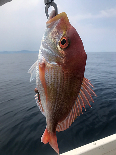 レンコダイの釣果