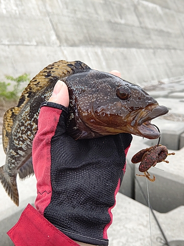 アイナメの釣果