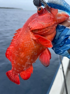 アザハタの釣果