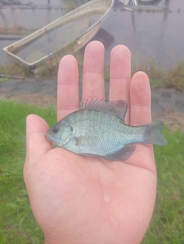 ブルーギルの釣果