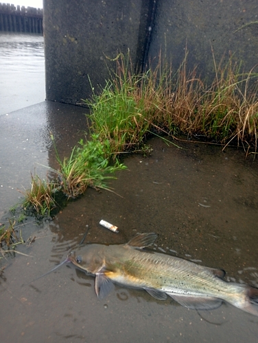 アメリカナマズの釣果