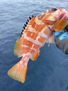 アカハタの釣果