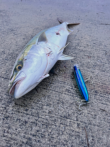 メジロの釣果