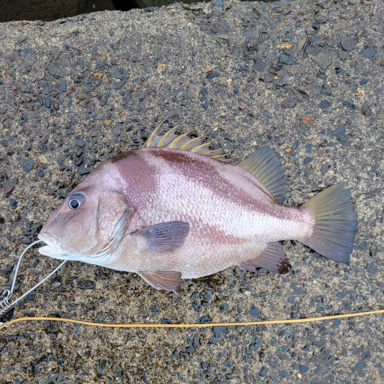 コショウダイ