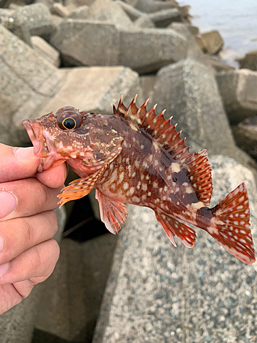 アラカブの釣果