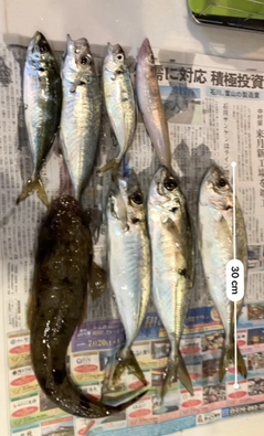 エソの釣果