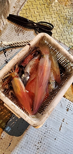 ヤリイカの釣果