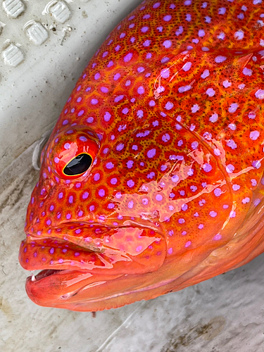 バラハタの釣果