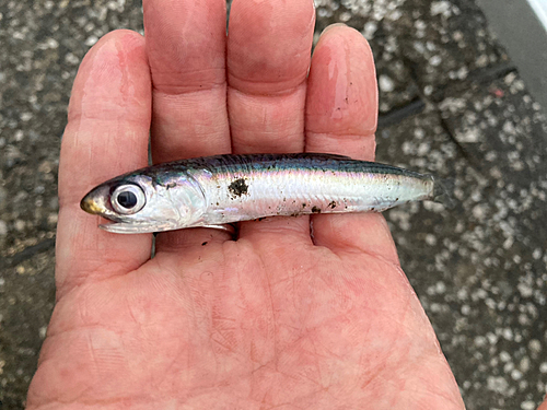 カタクチイワシの釣果