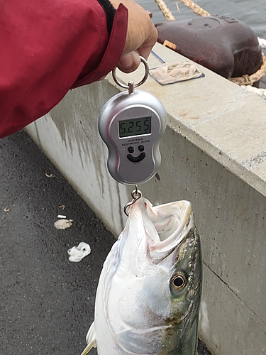 ブリの釣果