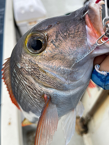 イソフエフキの釣果