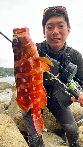 アカハタの釣果