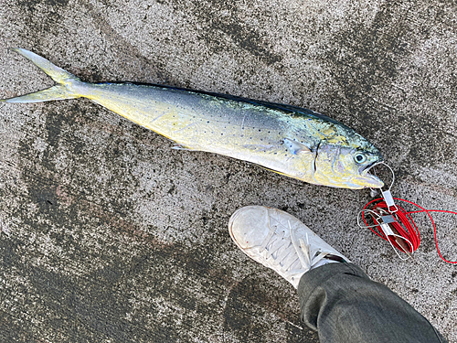 シイラの釣果