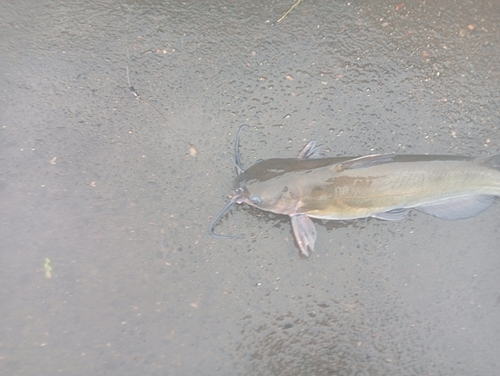 アメリカナマズの釣果