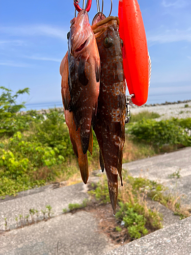 キジハタの釣果