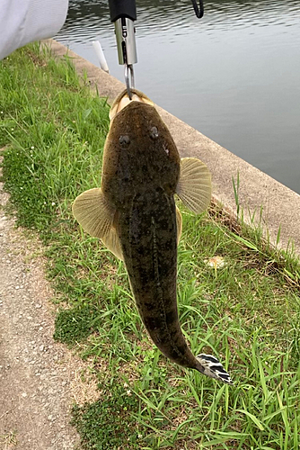 コチの釣果