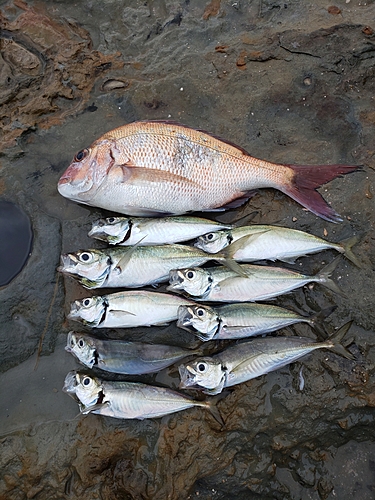 アジの釣果