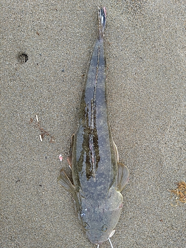 マゴチの釣果