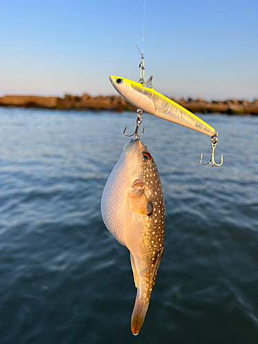 フグの釣果