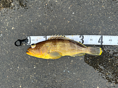 アオハタの釣果