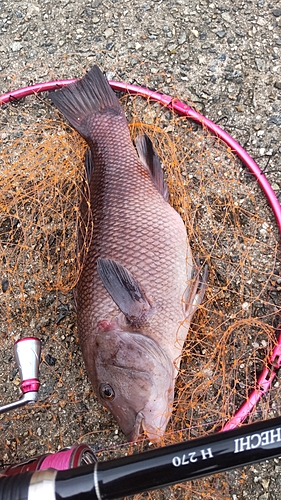 コブダイの釣果