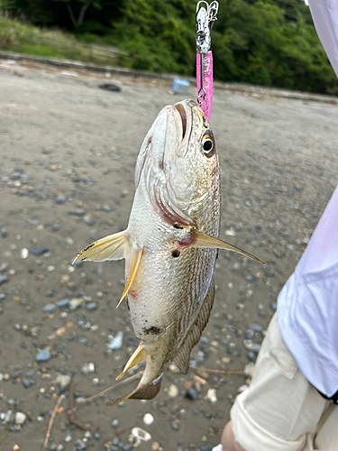 ニベの釣果