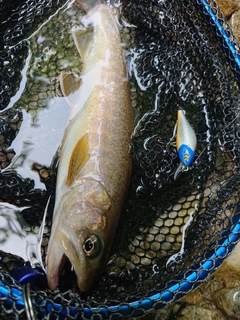 イワナの釣果