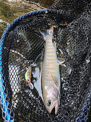 イワナの釣果