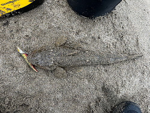 マゴチの釣果