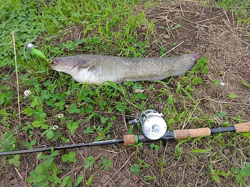 マナマズの釣果