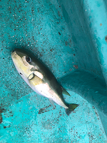 シロサバフグの釣果