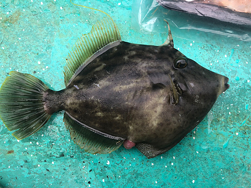 カワハギの釣果