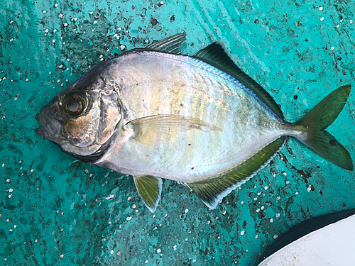 カイワリの釣果