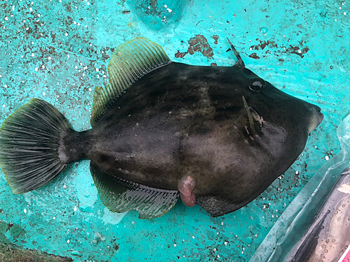 カワハギの釣果