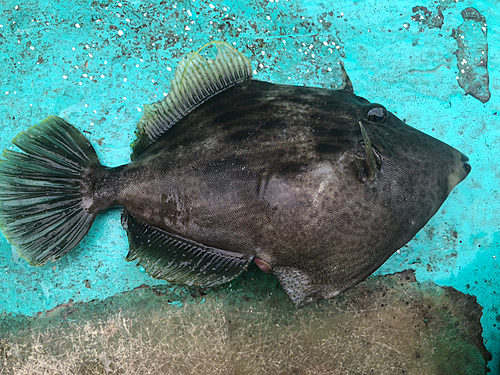 カワハギの釣果