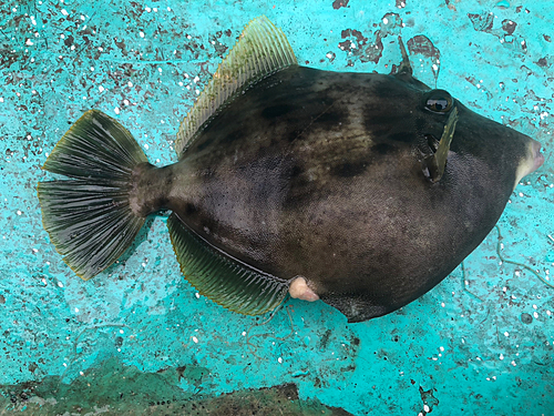 カワハギの釣果