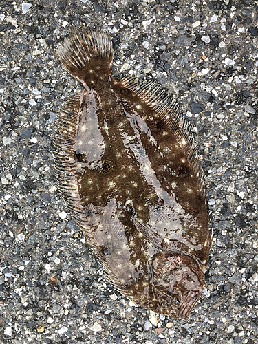 タマガンゾウビラメの釣果