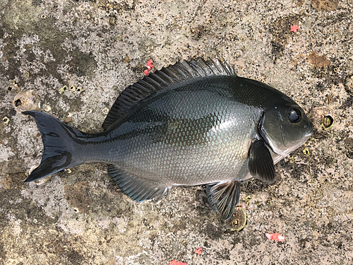 オナガグレの釣果