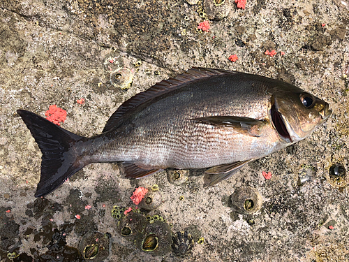 イサキの釣果