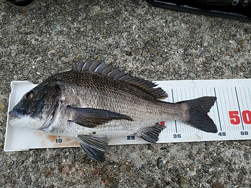 クロダイの釣果