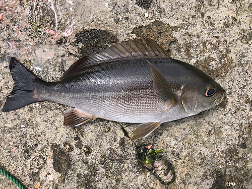 イサキの釣果