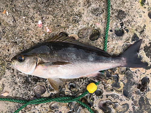 イサキの釣果