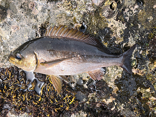 イサキの釣果